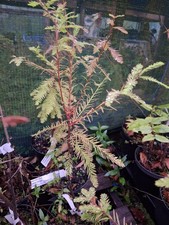 Swamp/Bold Cypress Tree - Taxodium distichum - 2L Pot - Grown in Wales