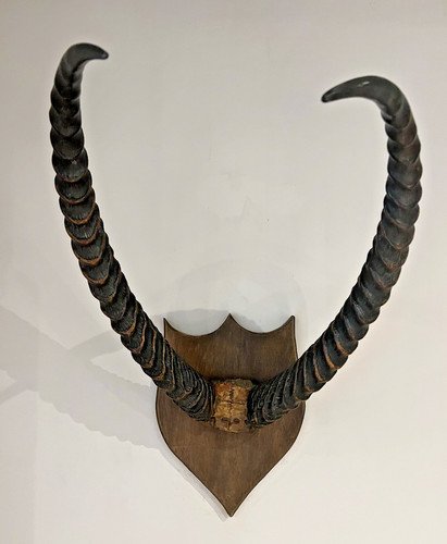 Antique lechwe african - antique,