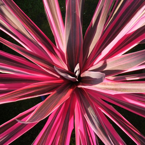 Cordyline shrubs evergreen - cordyline,