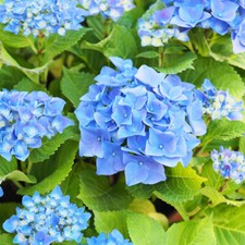Hydrangea nikko blue - 'nikko, a