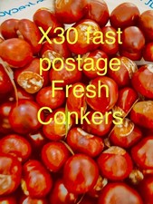 Conkers Horse Chestnuts X30 fast p&p