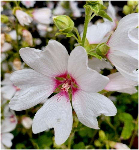 Tree mallow lavatera - tree, x