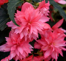 Trailing Flowers For Baskets &