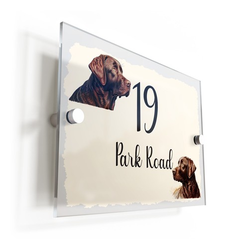 Dog chocolate labrador - dog,