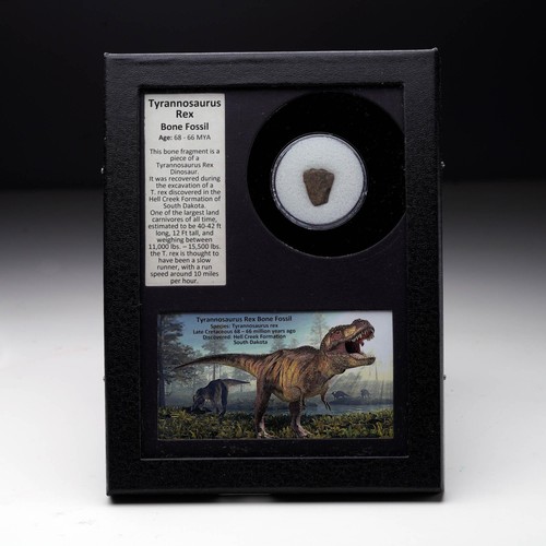 Authentic rex bone fossil - authentic,