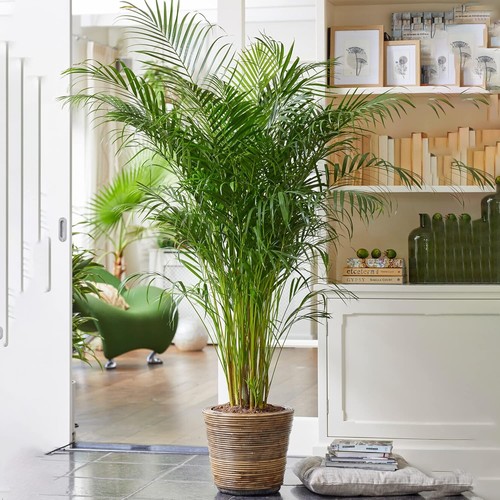 Areca palm large indoor house - areca,