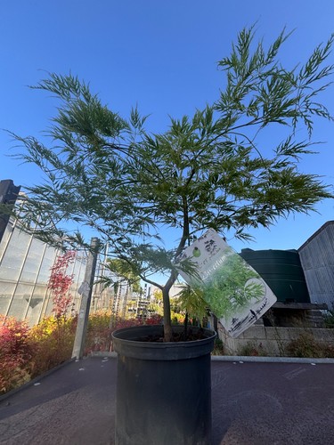 Acer palmatum dissectum - acer,