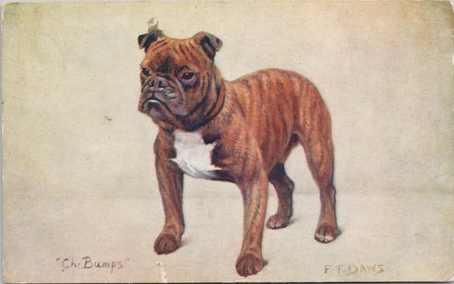 Portrait dog miniature - portrait,