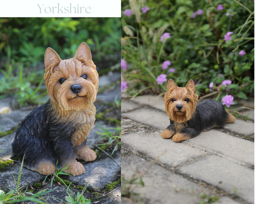 Yorkshire terrier dog - yorkshire,