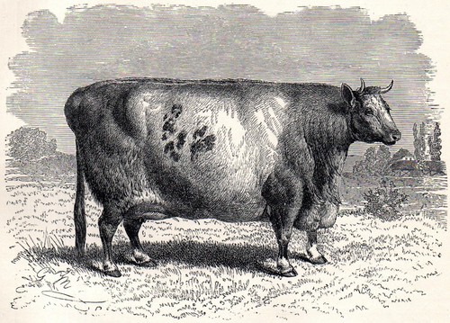 Durham shorthorn 1894 gustav - durham,