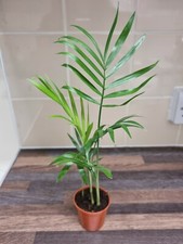 Parlour palm plant well - parlour,