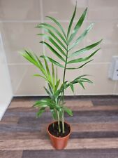 Parlour Palm plant x4 well rooted stems - Chamaedorea Elegans - Houseplant