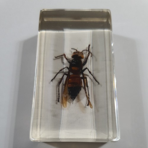 Real insect wasp clear - insect,