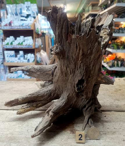 Large corbo root - large,