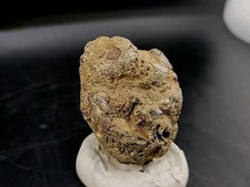 Real Fossil Dinosaur Egg Embro