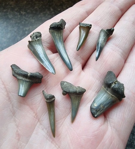 Goblin shark tooth - shark,