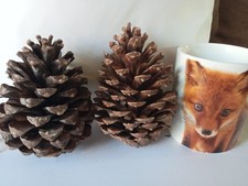 8 Natural Large Pine Cones