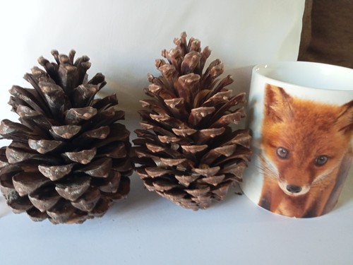 Natural large pine cones - 8,