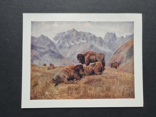Antique 1907 print buffalo - print,