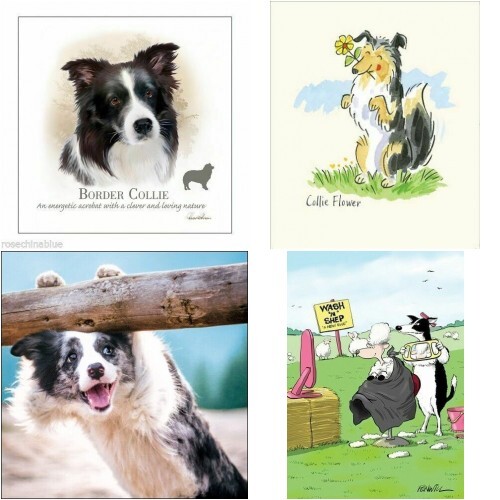 Border collie dog - border,