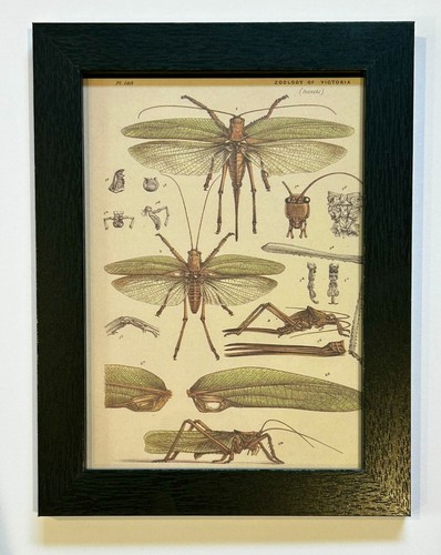 Vintage grasshopper katydid - grasshopper,