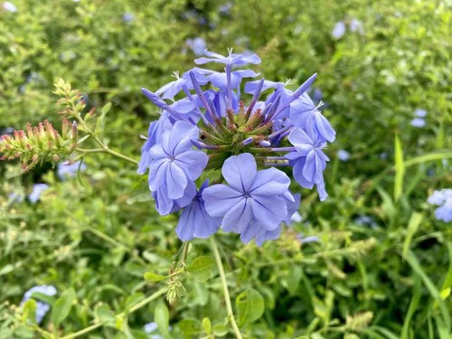 Blue jasmine seeds - blue,