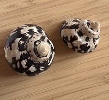 2 Large Magpie Turbo Shells