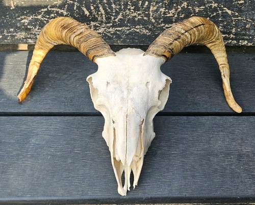 Sheep skull taxidermy art - sheep,