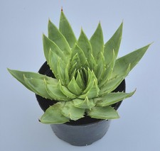 Aloe Polyphylla 'Spiral Aloe' -  2 Litre Pot - (Rare) - Large Plant! 