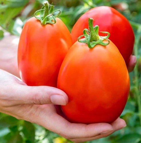 Johnsons tomato seeds - tomato,