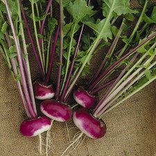 Turnip Seeds 'Purple Top Milan' x 1300 - Heritage Heirloom Vegetable Variety