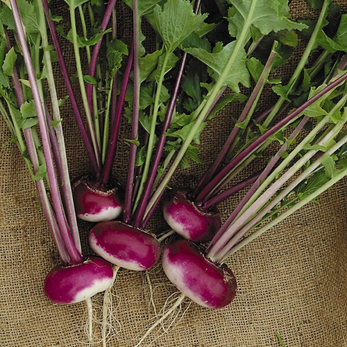 Turnip seeds purple top - 'purple,