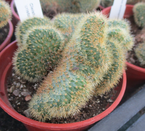 Cleistocactus aureispina - cleistocactus,