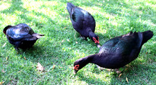 Exhibition Quality Muscovy