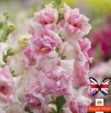 ANTIRRHINUM 100 SEEDS