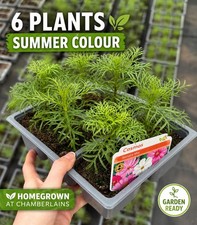 6 Cosmos Bedding Plants –