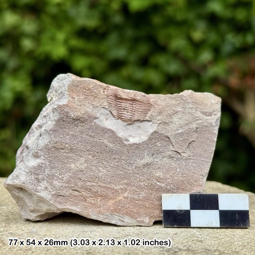 Rare conocoryphe heberti - conocoryphe,