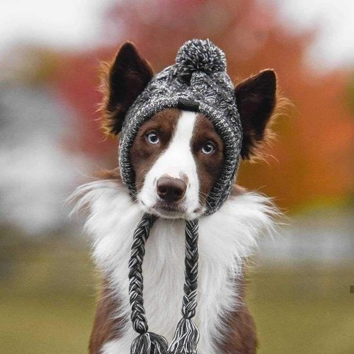 Dog pompom knitted hat with - dog,