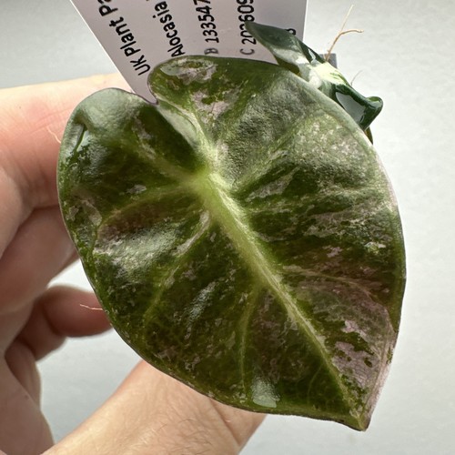 Alocasia balloon heart - balloon,