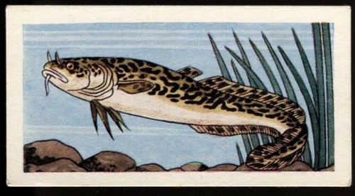 Tobacco card amalgamated - tobacco, card,