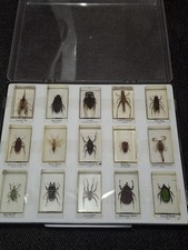 Real Insect Specimen Bugs in