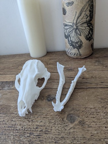 Fox skull with separate jaw - skull,