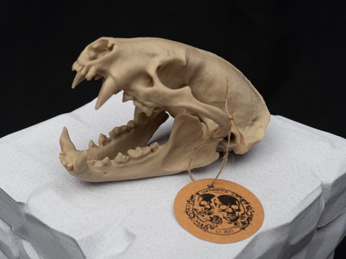 Life size badger skull - size,