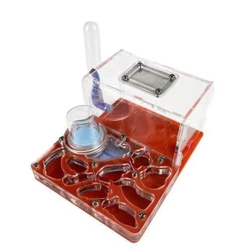 Mini ant farm - ant,