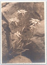 Vintage German Real Photo Postcard Edelweiss Flowers by Stöckel Hannover