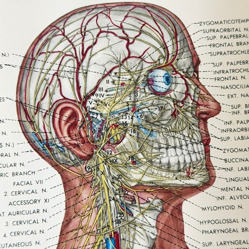 Anatomical chart vintage - co,