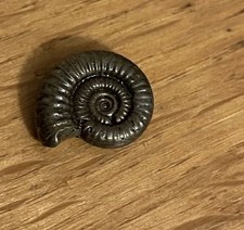 Golden Pyrite Ammonite Fossil Jurassic Coast Charmouth Dorset UK 12mm