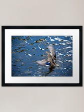 Duck getting ready to fly