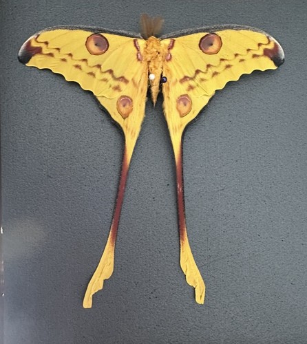 Comet moth - , (argema