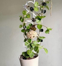 Hoya Mathilde Potted Rooted